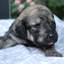 Labradoodle Puppies from Tiny Tally Tails