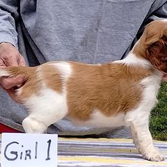 Welsh Springer Spaniel Puppies from Gualtieri's Welsh Springer Spaniels
