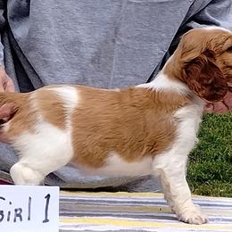 Welsh Springer Spaniel Puppies from Gualtieri's Welsh Springer Spaniels