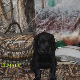 Labrador Retriever Puppies from Copper Creek Outfitters and Kennel