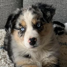 Miniature Australian Shepherds from Auddies Mini Aussies LLC