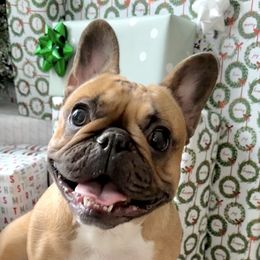 Lucy - French Bulldog