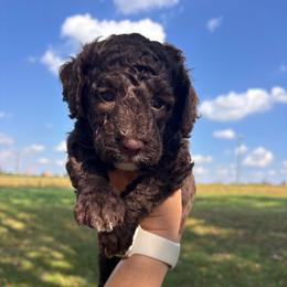 Honey - Brown and white female Bernedoodle puppy in Cherryville, North Carolina from Mercy Doodles