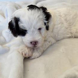 France - Parti female Labradoodle puppy in Manchaca, Texas from Heartrock Labradoodles