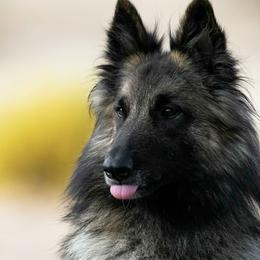 Belgian Tervuren from Snowflower Belgian Tervuren