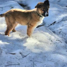 Border Collie Puppies from Lil Maine Border Collies