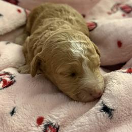 Cavapoo, Poodle, and Sheepadoodle Puppies from Oregon Poodle Oodle Doodles