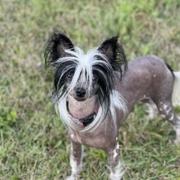 Champagne - Chinese Crested