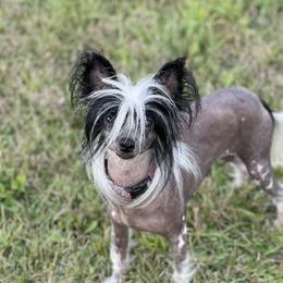 Champagne - Chinese Crested