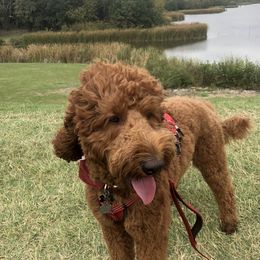 Fozzie  - Goldendoodle