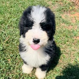 Versace with training - Black and white female Bernedoodle puppy in Boonville, North Carolina from Doods & Dolls