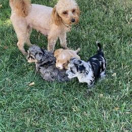 Maltipoo Puppies from Puppyzenn