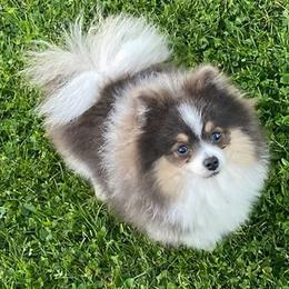 Stormi - Pomeranian
