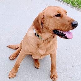 Labrador Retrievers from Journey Red Fox Labs