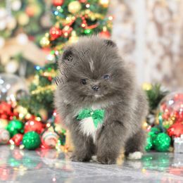 AKC Apollo - Blue male Pomeranian puppy in Sacramento, California from My Precious Poms