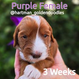 Purple - Red  female Goldendoodle puppy in Upland, California from Hartman Goldendoodles