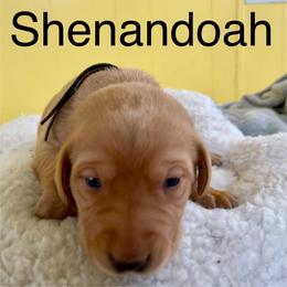 Shenandoah - Yellow female Labrador Retriever puppy in Mineral, Virginia from Canine Assist