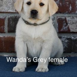 Grey female - Yellow female Labrador Retriever puppy in Mississippi from Sure Shot English Labs