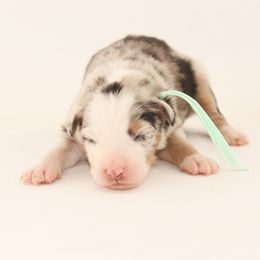 Blue - Transport Available to LA - Blue merle male Australian Shepherd puppy in Placerville, California from BFF Aussies