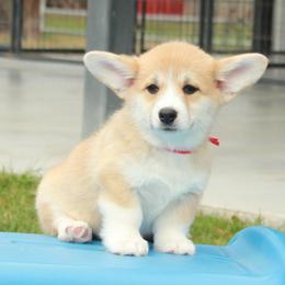 Red Collar Female - Sable female Pembroke Welsh Corgi puppy in Victoria, Texas from Clear Creek Corgis