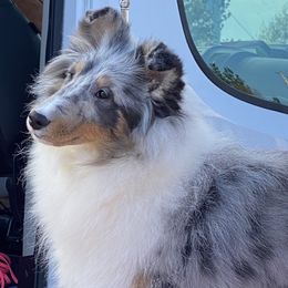 Shetland Sheepdogs from Acclaim Shelties