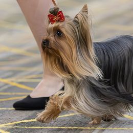 Yorkshire Terriers from Teenie Sweeties Yorkies