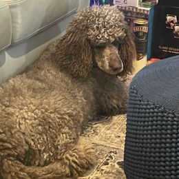 Gracie - Poodle