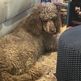 Gracie - Poodle