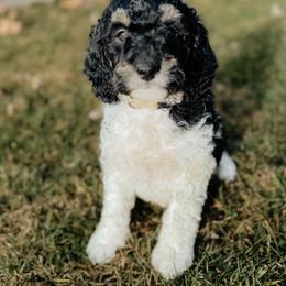 Cowgirl - Phantom female Goldendoodle puppy in Caldwell, Idaho from Boise Doodle Co.