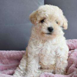 Daisy (AKC) - White female Poodle puppy in Rainbow City, Alabama from Misioh Poodles