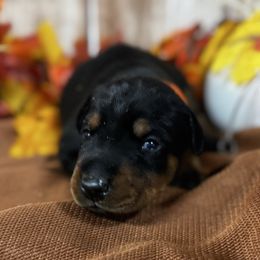 Hayes - Black and rust male Doberman Pinscher puppy in Aredale, Iowa from Royal Dynasty Dobermann Kennel