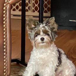 Yorkshire Terrier Puppies from Wild Azalea Yorkies on FB