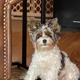 Yorkshire Terrier Puppies from Wild Azalea Yorkies on FB