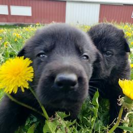 Sage - Black female German Shepherd puppy in Darlington, Wisconsin from Outlier Kennel