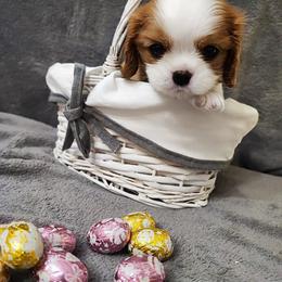 Cavalier King Charles Spaniel Puppies from London Fog Cavaliers