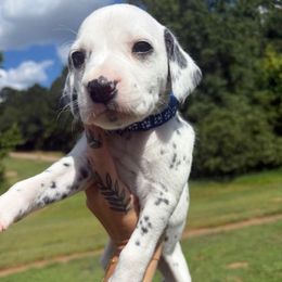 Blueberry - White and black male Dalmatian puppy in Demorest, Georgia from Dixon Dalmatians