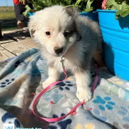 Australian Shepherd Puppies from Worsham’s Toys and Minis Australian Shepherds