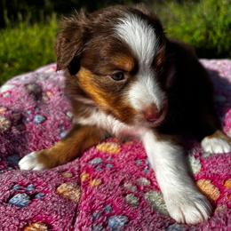 Girl 1 - Red & white female Toy Australian Shepherd puppy in Ocala, Florida from Crazy Aussie Chaos