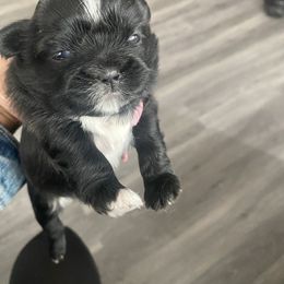 Shiv - Black female Shih Tzu puppy in Detroit, Michigan from Yanna  Shih Tzus