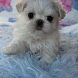 Tofu - White male Maltese puppy in Newport Beach, California from Exotic City Pomeranians and chihuahuas