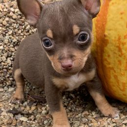 Chocolate Tri Female - Chocolate and white female Teddy Roosevelt Terrier puppy in Gadsden, Alabama from Rich Cat’s