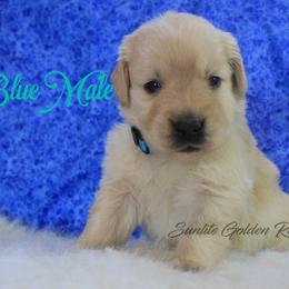Light Blue Collar boy - Golden male Golden Retriever puppy in Otis Orchards, Washington from Sunlite Golden Retrievers