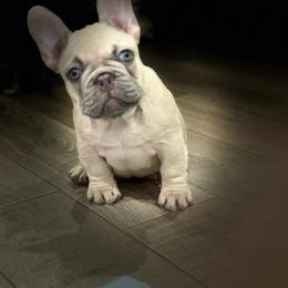 Athena - Fawn and white female French Bulldog puppy in Chula Vista, California from House of Pugs and French BullDogs