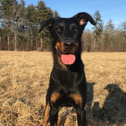 R2 - Beauceron