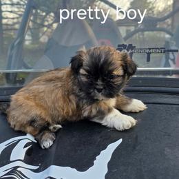 Pretty Boy - Black and tan male Shih Tzu puppy in Bruceville, Indiana from Baby Girl’s Yorkies, Shih-Tzu, Shorkies