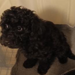Thumper - Black male Cavapoo puppy in East Providence, Rhode Island from Marta's Cavaliers