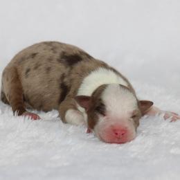 Girl 7 - female Australian Shepherd puppy in Circleville, Utah from Canyon Creek Aussies