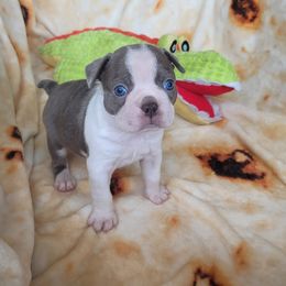 Cupid - Seal and white Boston Terrier puppy in Katy, Texas from Mei's Boston Terriers