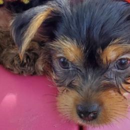 Yorkshire Terriers from J&M Yorke Farm