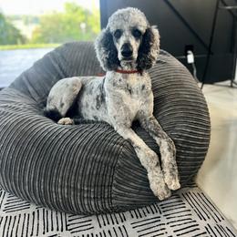 Rory - Goldendoodle